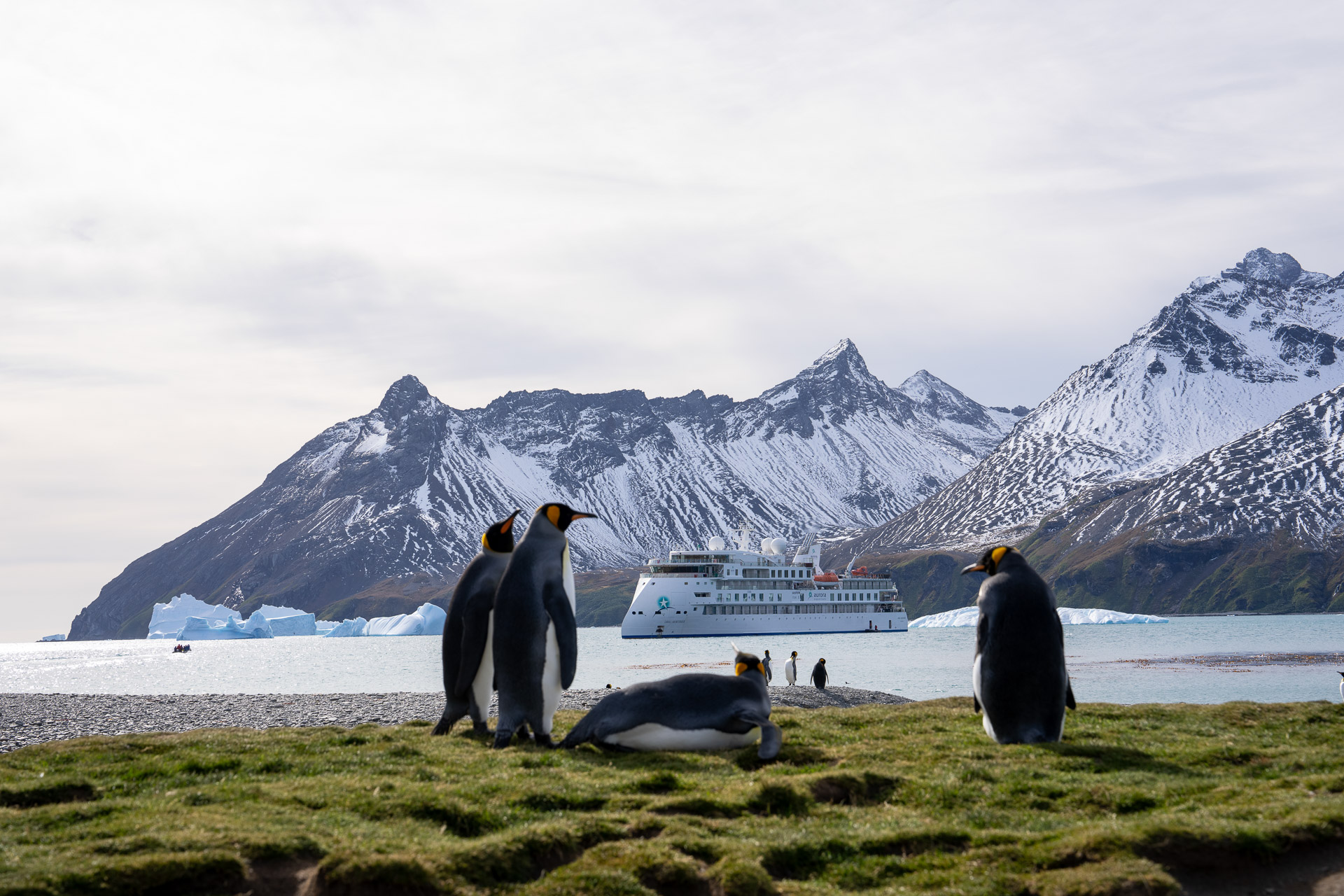 King Penguins, Fortuna Bay, South Georgia, Tyson Mayr-2