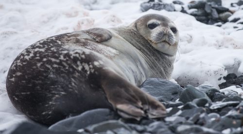 Weddell seal