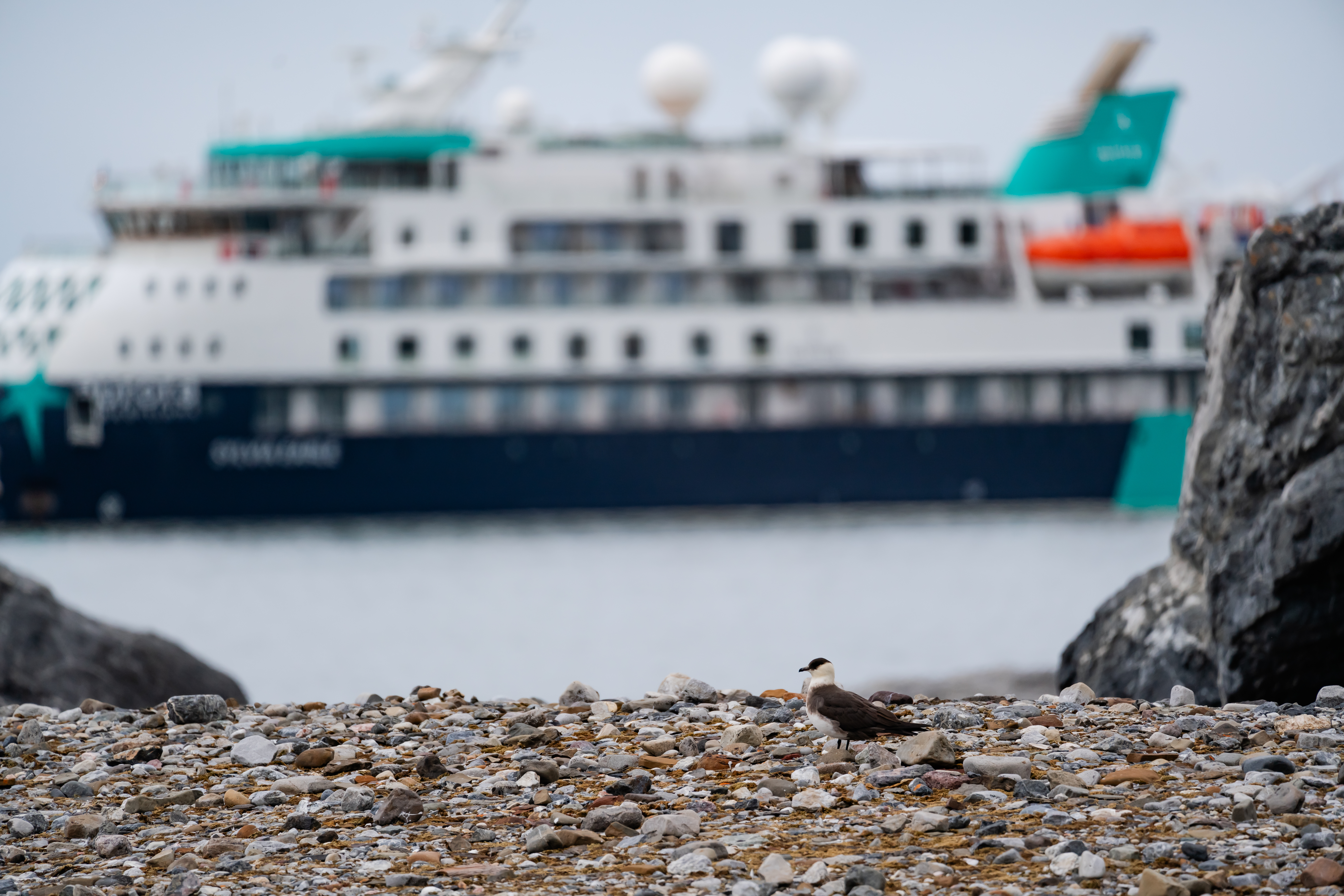 Arctic Skua on land with Sylvia Earle, Gnalodden, Svalbard, Lina Stock