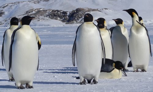 Emperor penguins