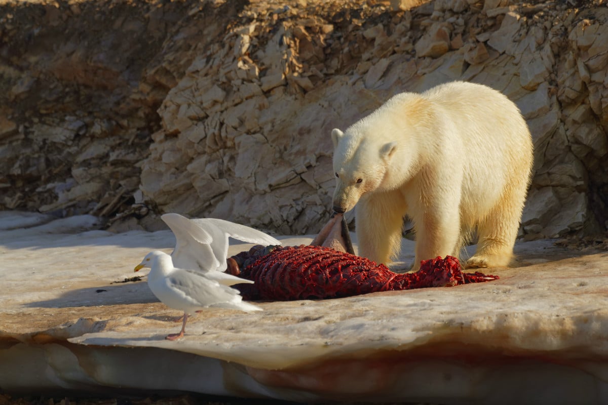 Polar Bear deep inside Nordauslandet