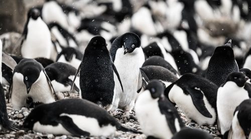 Adelie penguin colony