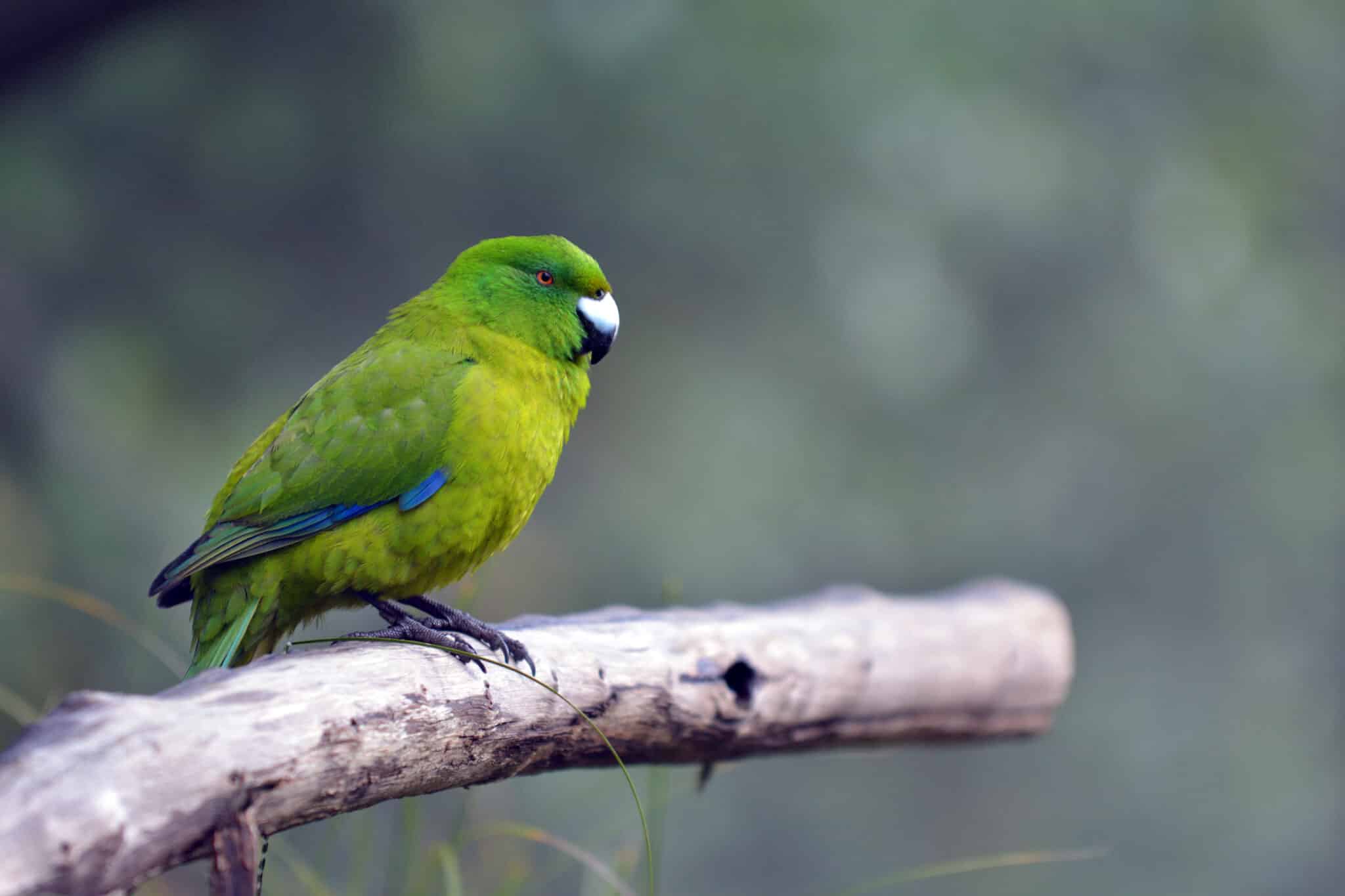 Antipodes-Parakeet-Shutterstock-scaled.jpeg