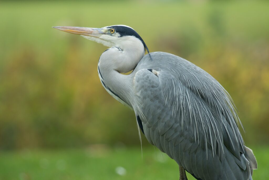 grey-heron-unsplash-1024x683