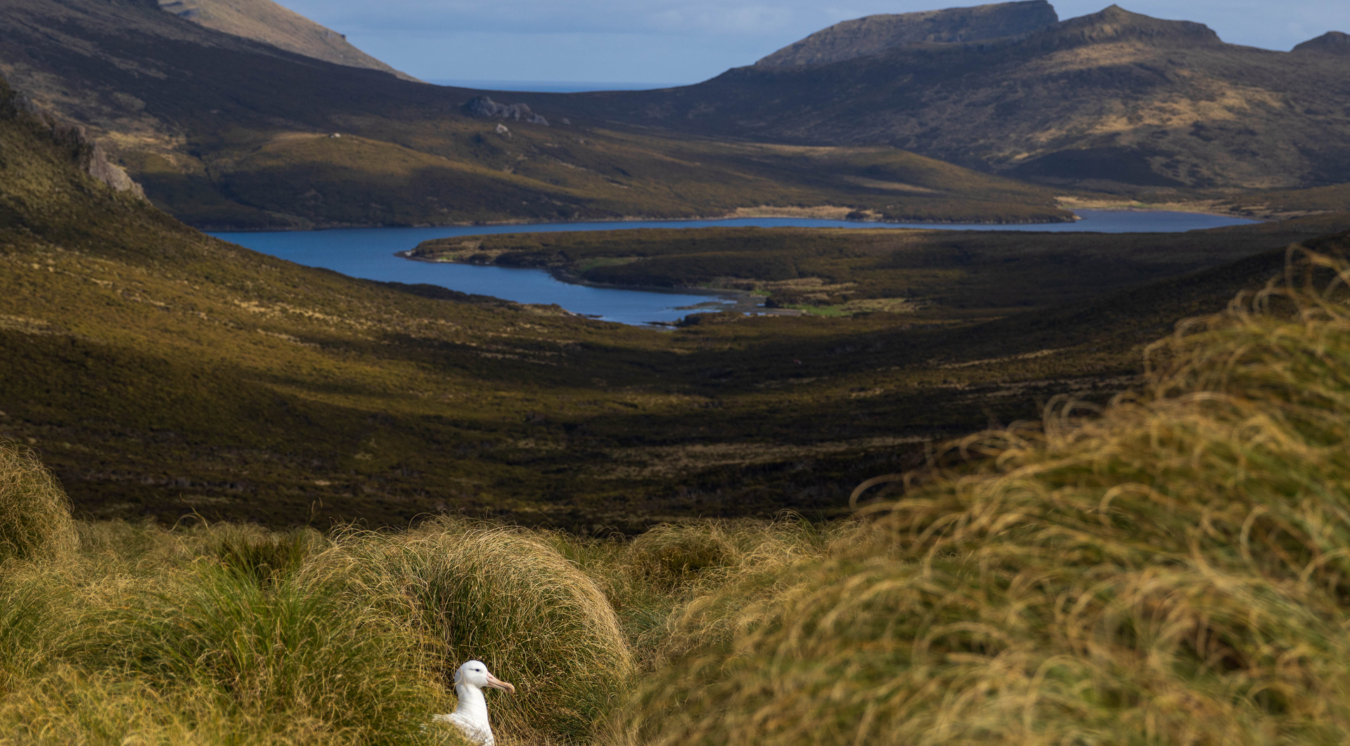 A Southern Royal Albatross at Campbell Island, Subantarctic Islands, Shutterstock