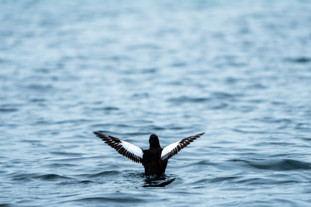 Black-Guillemot-Tyson-Mayr-1024x683