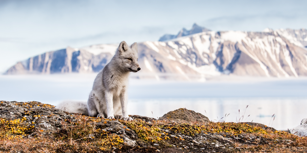 Arctic Fox during Autumn in Spitsbergen - Shutterstock scaled