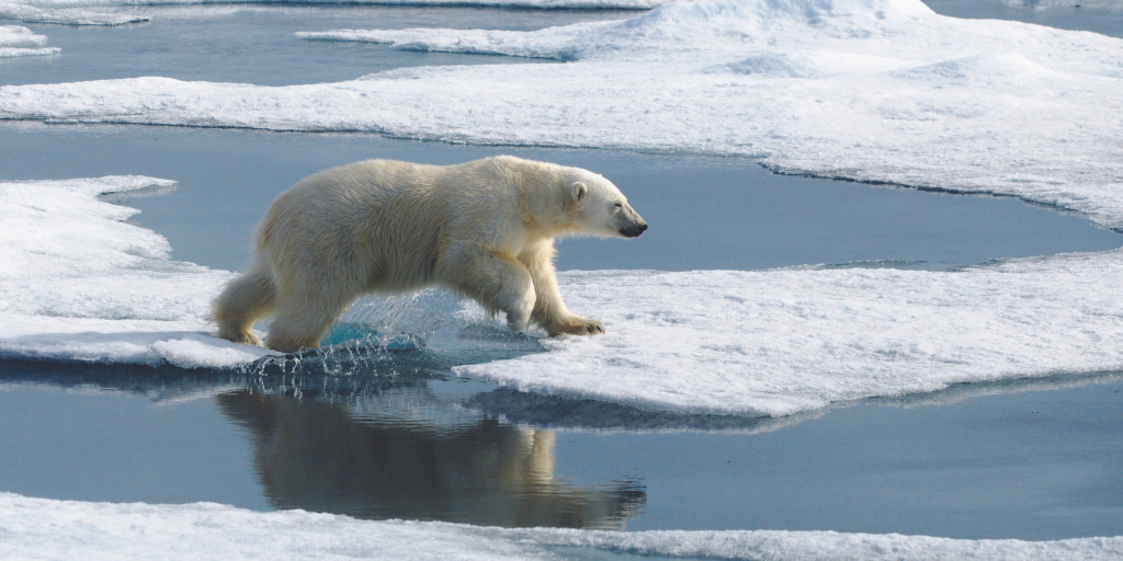 Polar bears on Sea Ice; Heidi Krajewsky scaled