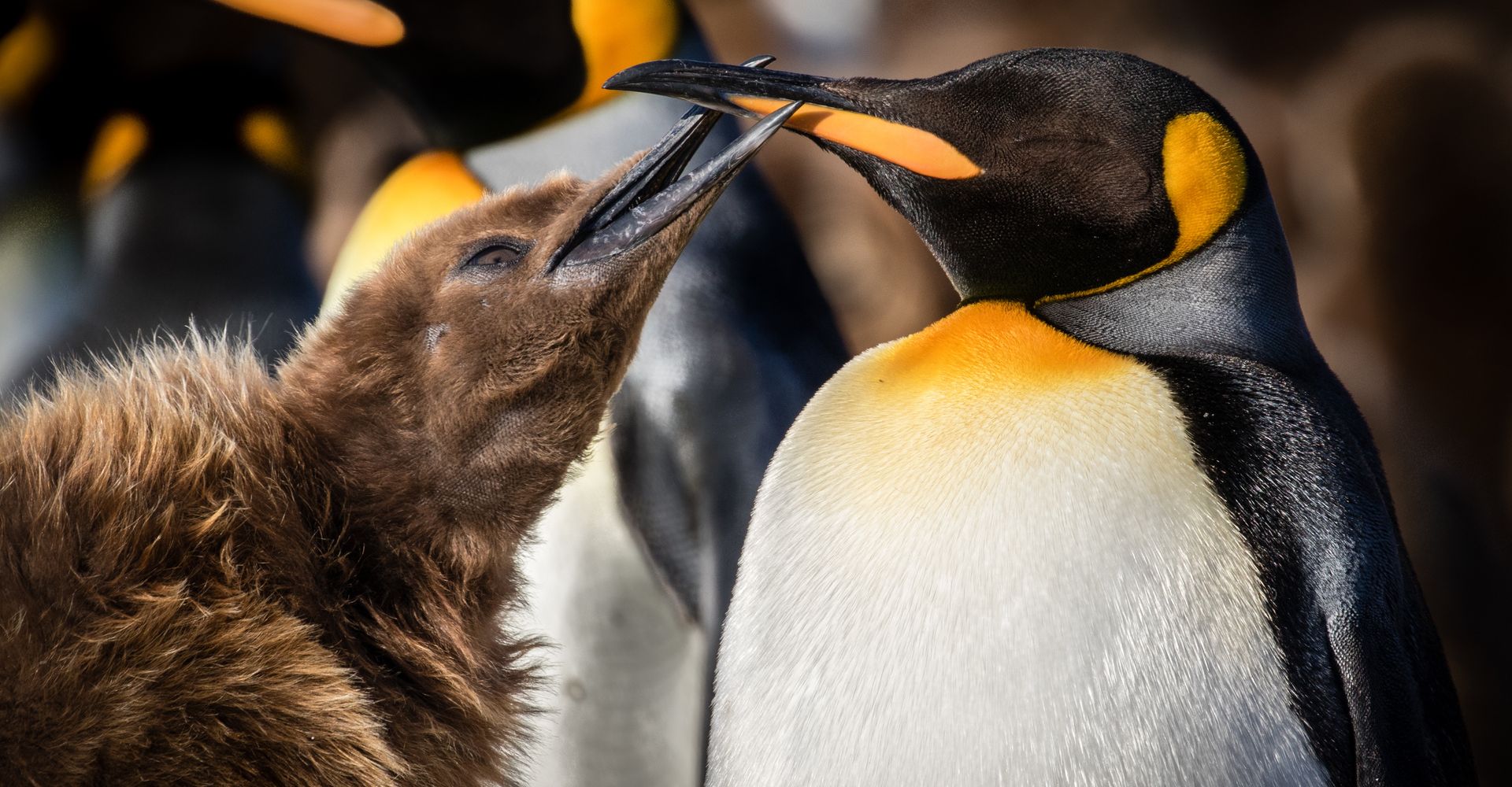 King Penguin and chick in South Georgia