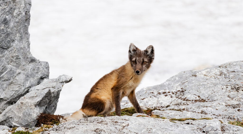Arctic Fox Facts & Information Guide - Aurora Expeditions™