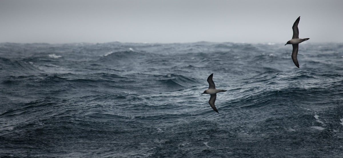 Bird watching on the Drake Passage