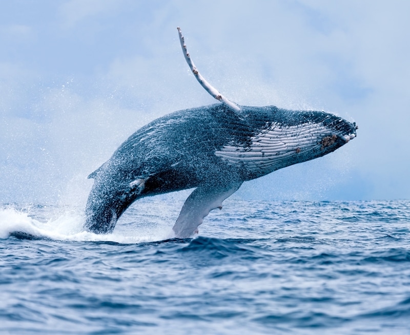 Humpback Whale migration