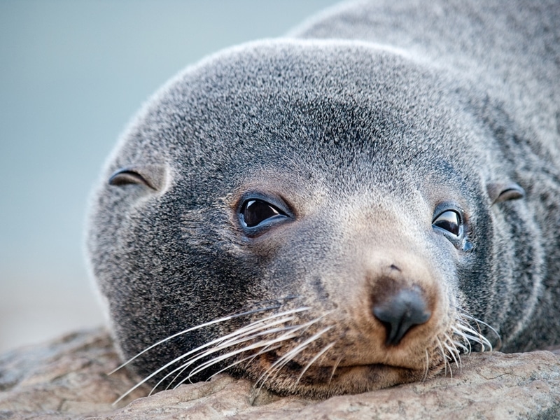 Fur seals in South Georgia