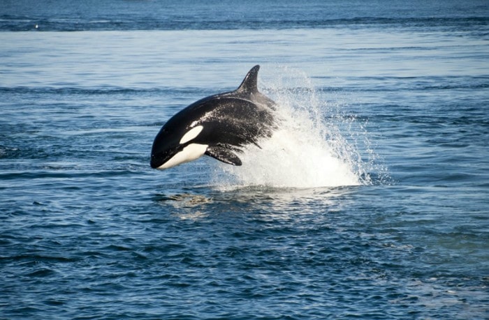 Killer whale is the second fastest marine mammal