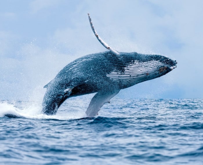 The humpback whale is one of the greatest endurance swimmers