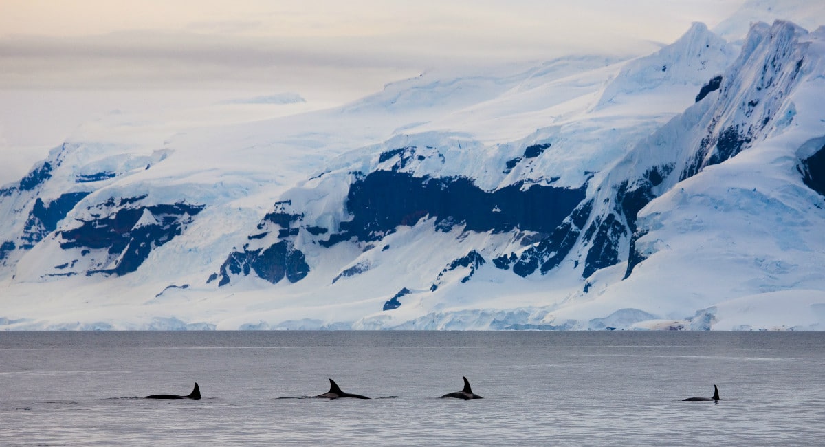 Pod of orcas in Antarctica