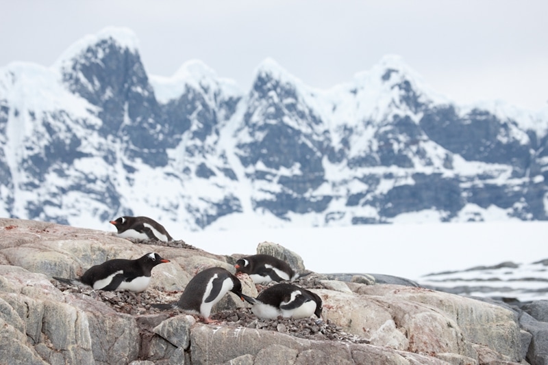 On the edge of the Southern Ocean are flocks of Gentoo penguins. 