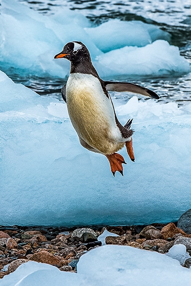 Gentoo penguin flying