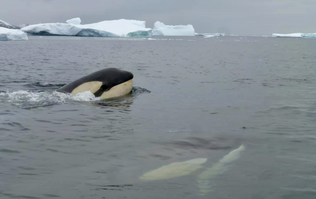 Antarctica Killer Whales guest photo by Carolyn T