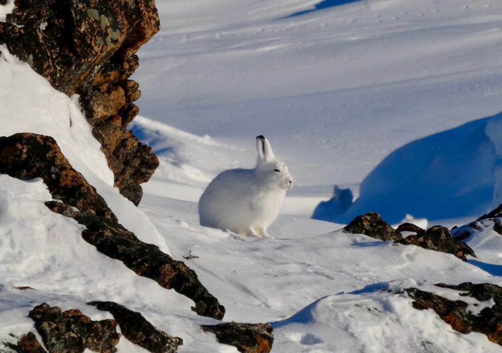 Arctic hare, Isaac Demeester, Unsplash