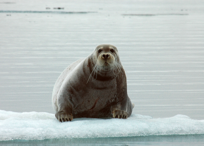 Ringed Seal