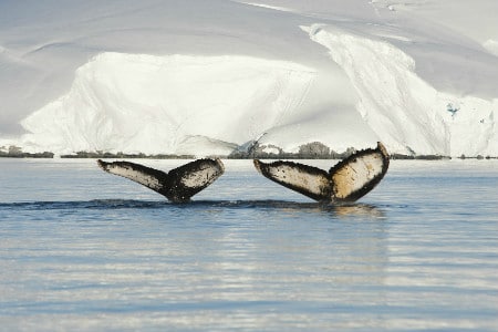 Humpback Whales | Antarctica
