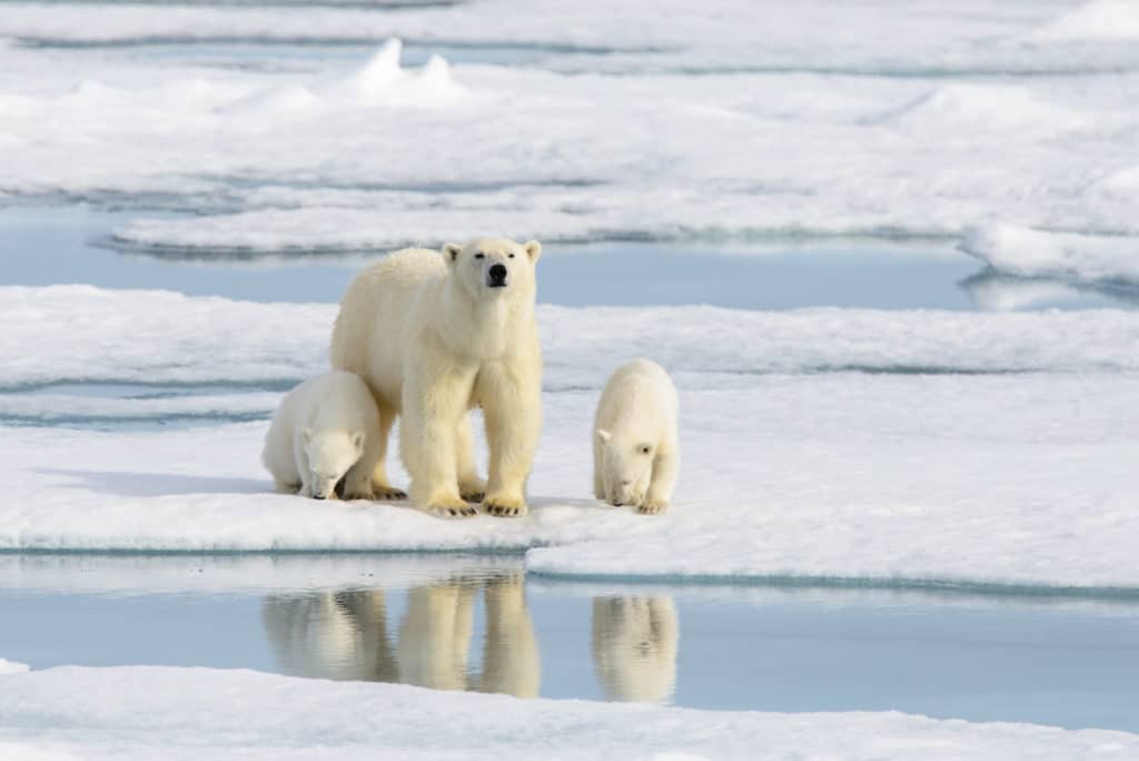 Arctic Wildlife Guide & Facts | Aurora Expeditions™