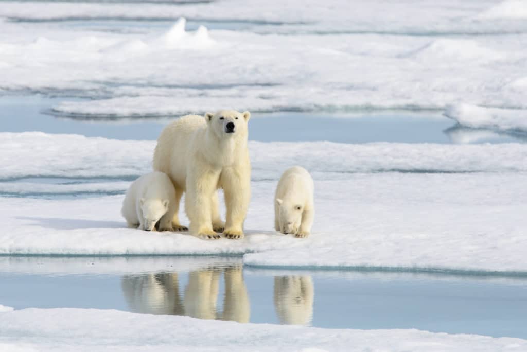 Arctic Wildlife: Guide to the Unique Animals of the Arctic