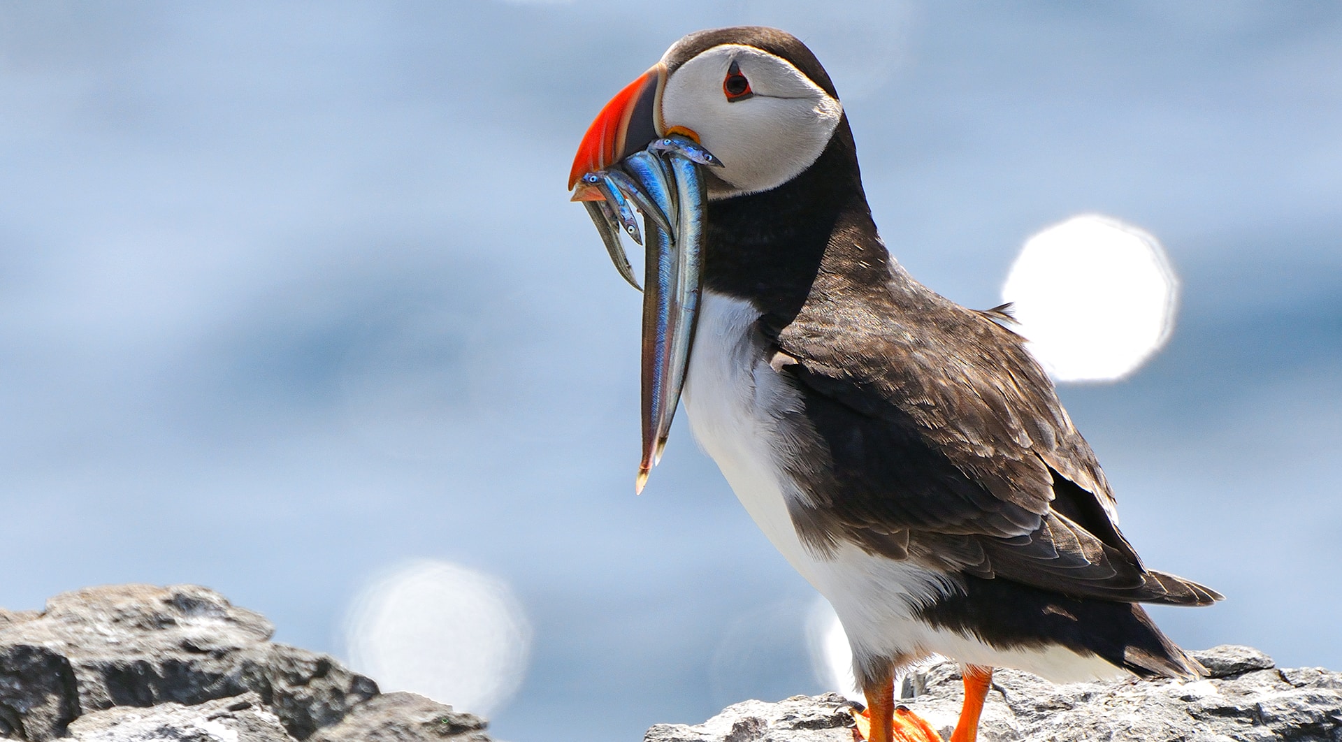 You can go observe the endearing Atlantic puffin, but time may be