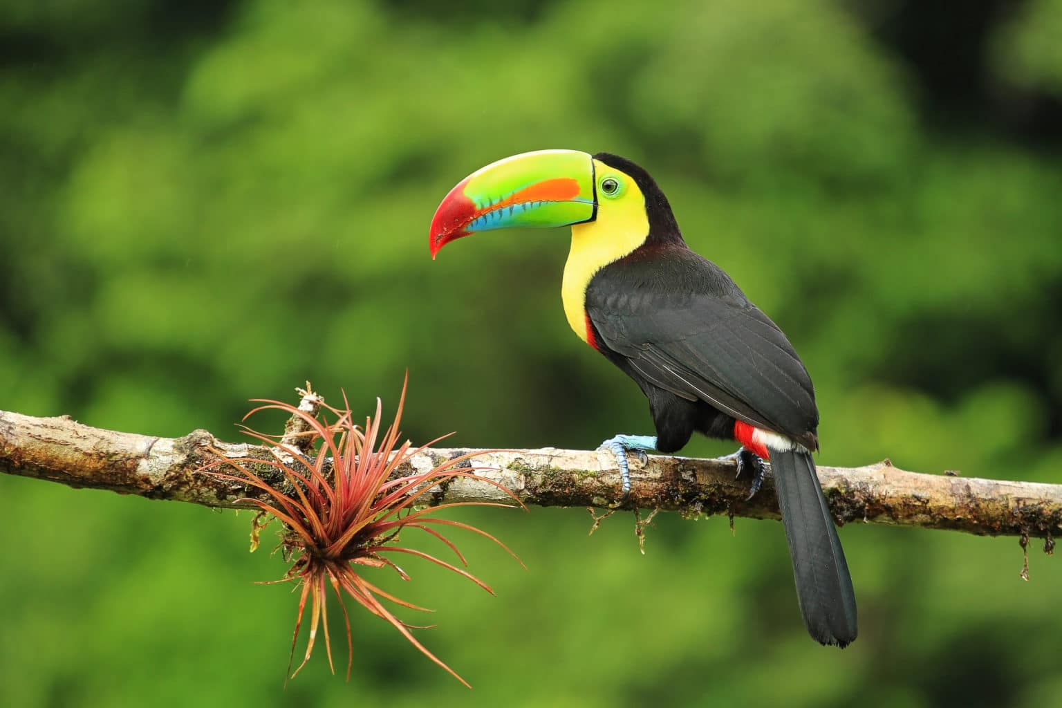 Toucan in Costa Rica