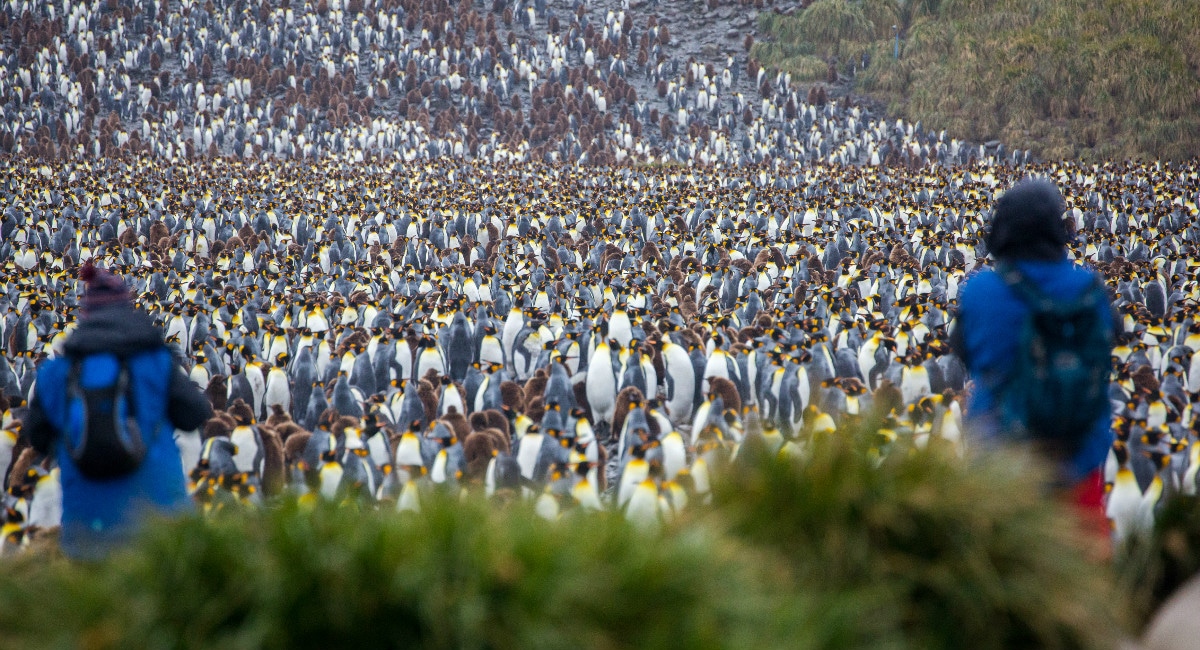 Giant king penguin rookery