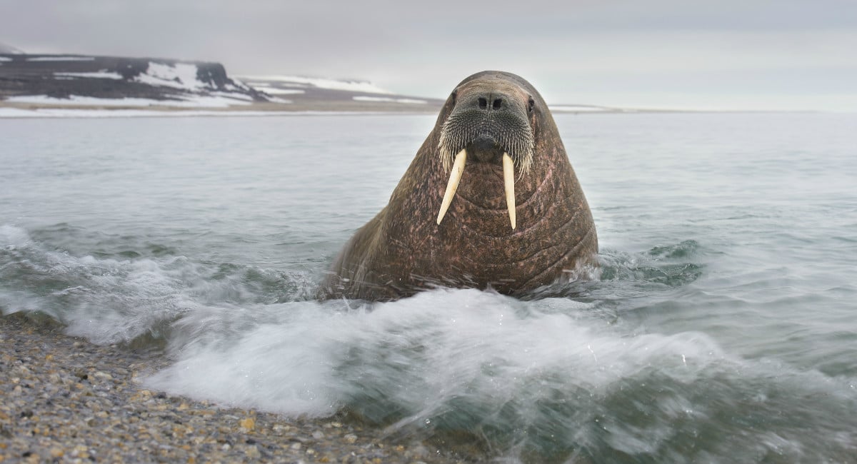 Walrus hauled out on the ice