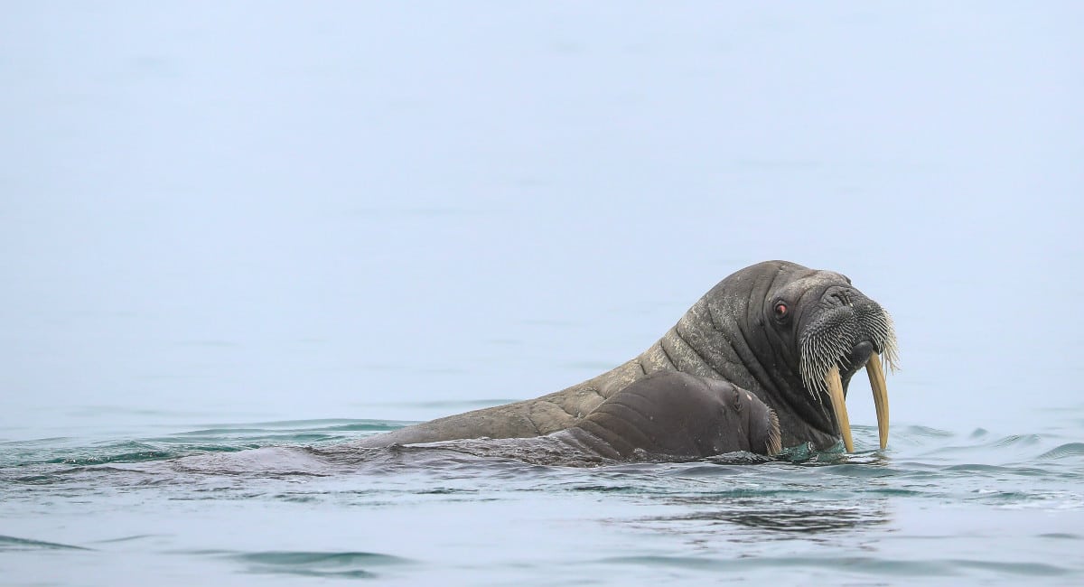 Walrus swimming in the Arctic waters