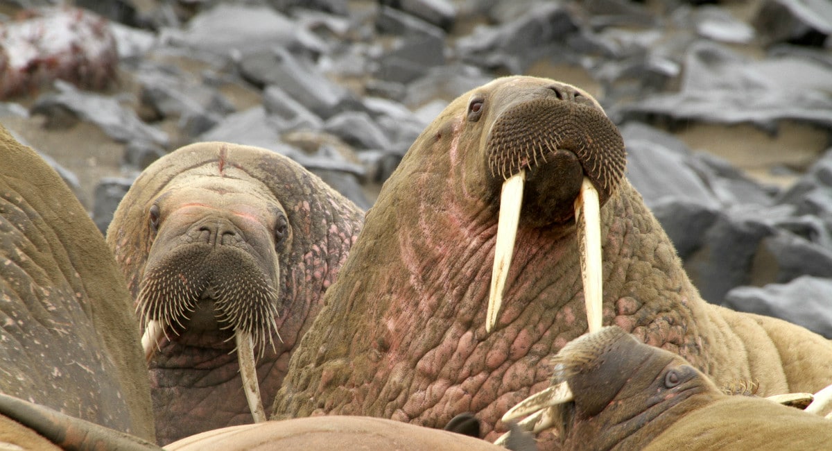 Walrus harem in the Arctic