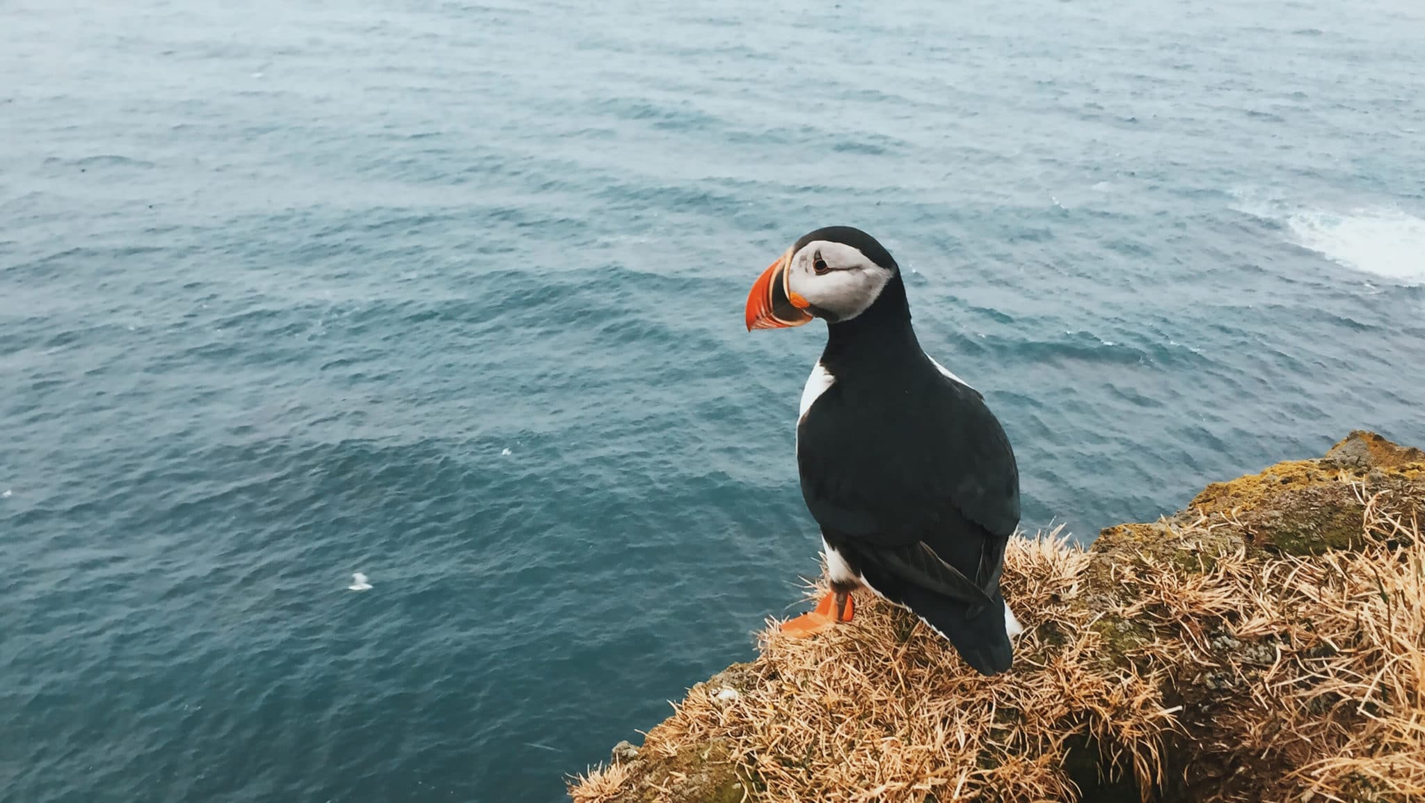 Puffin in Iceland