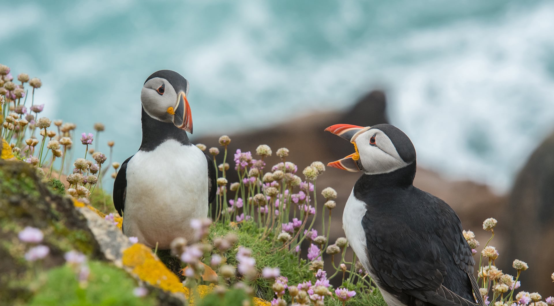 Puffin Facts & Information Guide - Aurora Expeditions™