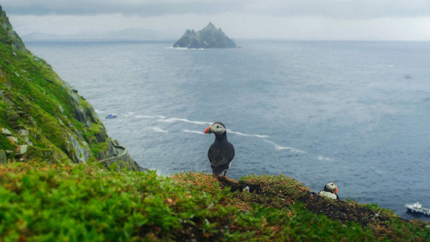 A Puffin on Skellig Michael looking to Little Skellig by Isaac Burke