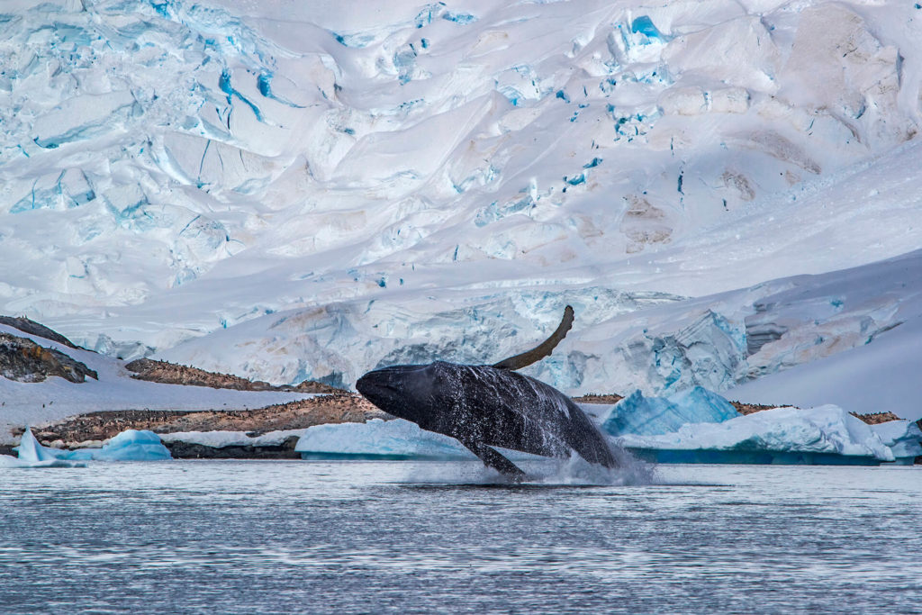 Whale in Antarctica by Scott Portelli