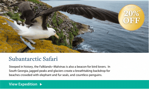 Subantarctic Safari Tile