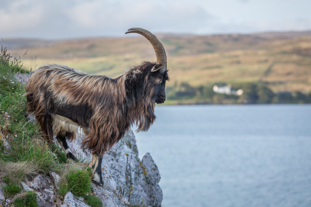 Wild Goat, Islay, Inner Hebrides, West Coast Of Scotland