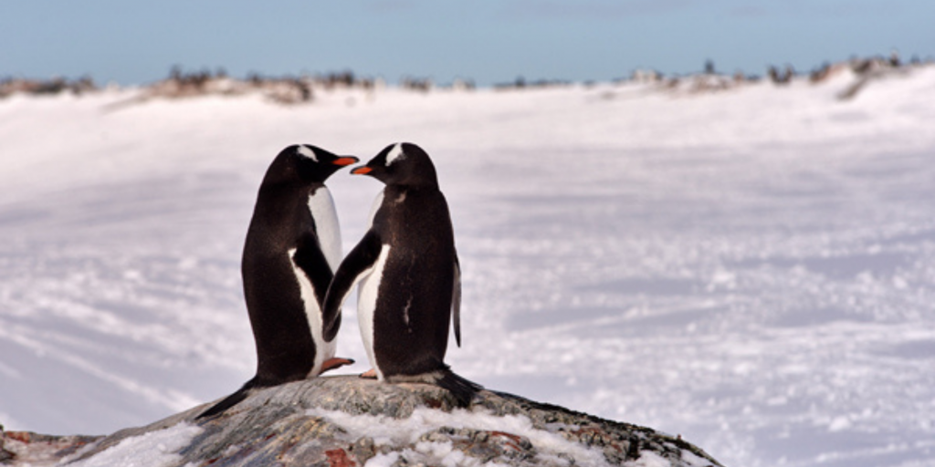 Gentoo Penguins, Antarctica Antarctica © Shutterstock scaled