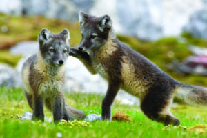 Arctic Fox Kits at Hornsund-Gnålodden, Svalbard, Karen Povey