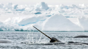 Narwhal, Arctic Bay, Canada; Michelle Valberg