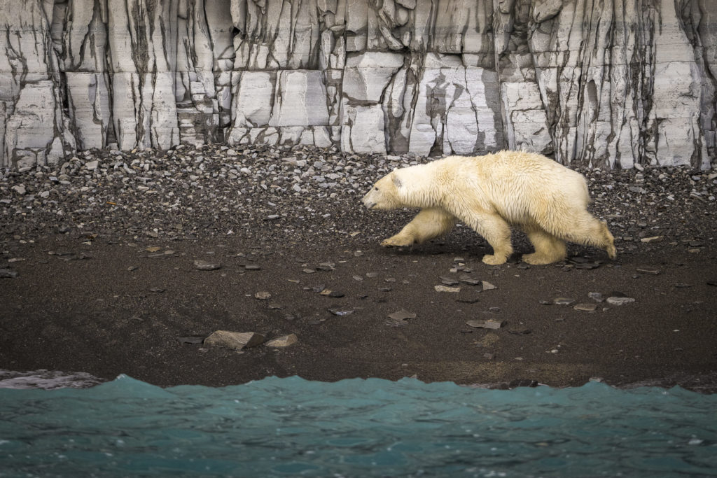 Polar Bear, Prince Leopold Island, Canada