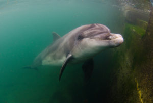 A Bottlenose Dolphin swims in green waters of UK's Coastline; Shutterstock
