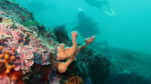 Scuba Diving in UK's Coastline, Shutterstock