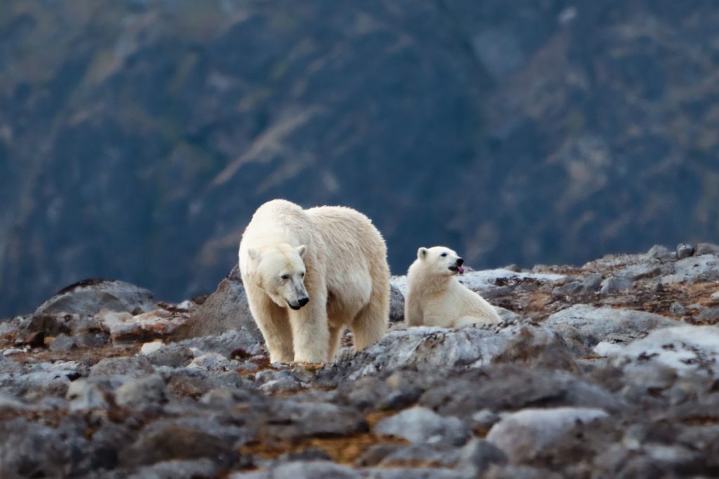 Polar bear and her cub in Svalbard