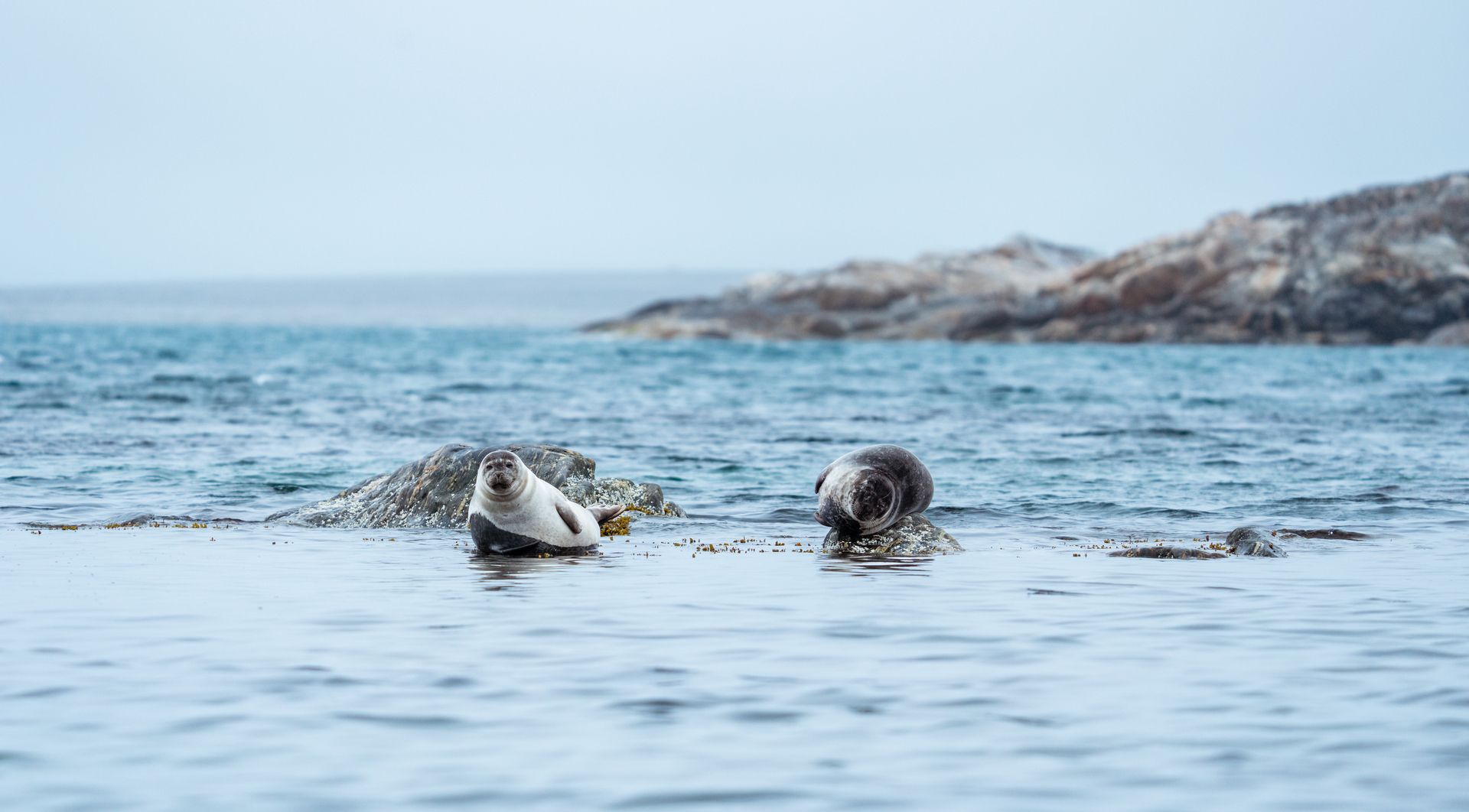 Harbour Seals in Svalbard