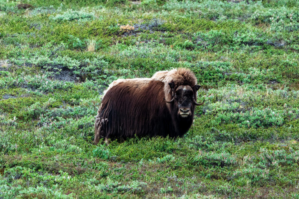 A lone musk ox in Greenland in the Arctic, a region it is native to