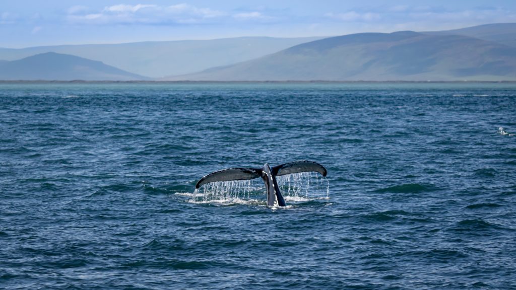 Whale watching in Húsavík, Iceland